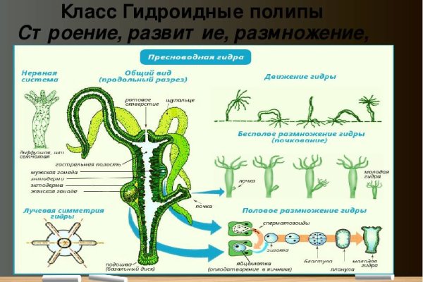 Официальная ссылка на кракен в тор